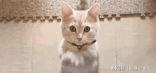 从“拉黑风波”到“医美疑云”:娱乐工业幕后操作链条深度复盘 娱乐新闻