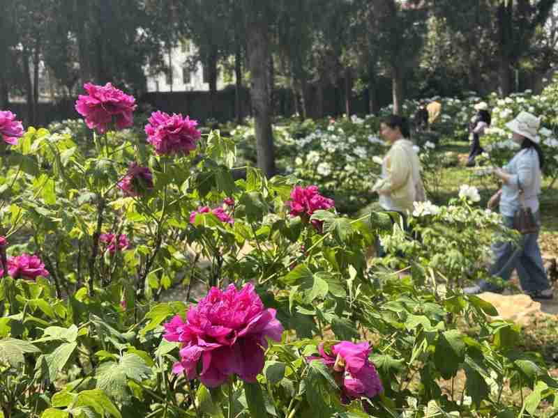 【植物园深度观察】从分子育种到景观算法:武汉植物园牡丹杜鹃双姝绽放的技术解码 文化旅游