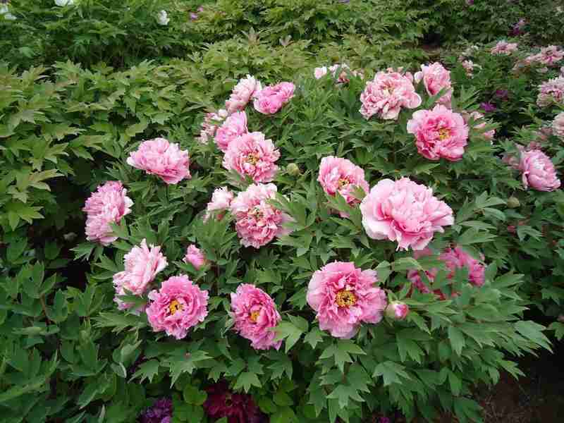 【植物园深度观察】从分子育种到景观算法:武汉植物园牡丹杜鹃双姝绽放的技术解码 文化旅游