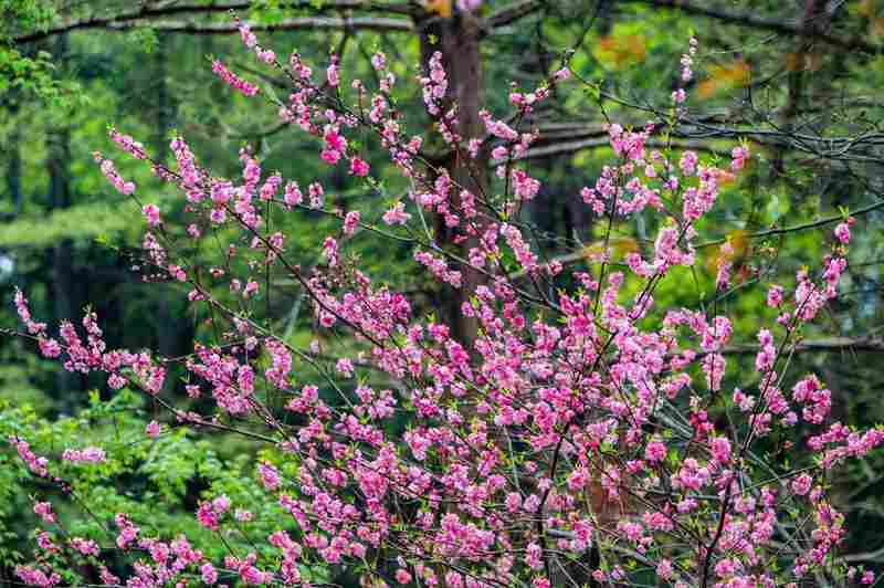 【植物园深度观察】从分子育种到景观算法:武汉植物园牡丹杜鹃双姝绽放的技术解码 文化旅游