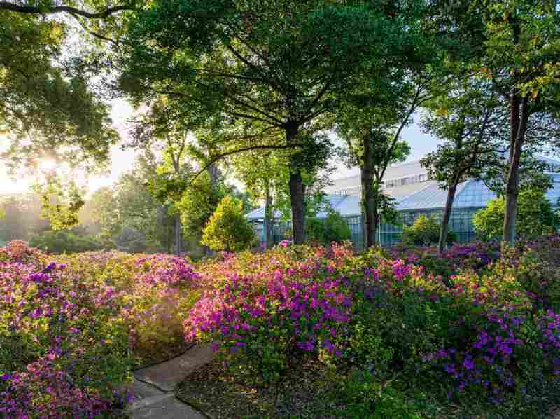【植物园深度观察】从分子育种到景观算法:武汉植物园牡丹杜鹃双姝绽放的技术解码 文化旅游