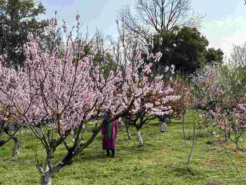 【植物园深度观察】从分子育种到景观算法:武汉植物园牡丹杜鹃双姝绽放的技术解码 文化旅游